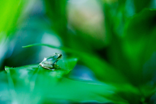 Green paradise in Sanzen-in, soothing shots by Prado