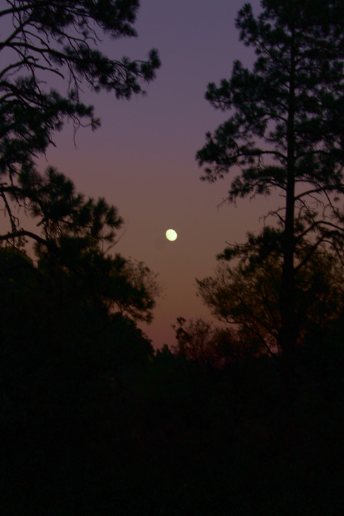 With a soft cool breeze, swaying the needles in the trees. With a soft moon light, blessing the fade