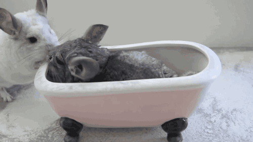 gifsboom:  Chinchilla Dust Bath. [video] [ChinTubeHD] 