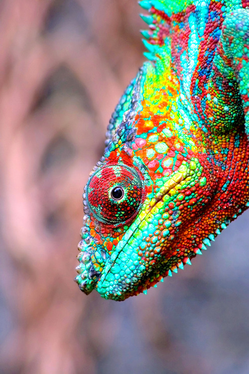 imalikshake:  Focus by Prozac74 on Flickr. 