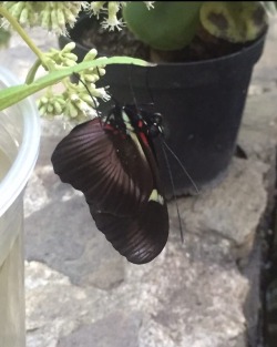 #Parquearvi #Medellin #Mariposario