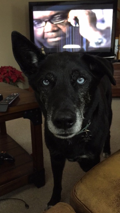 handsomedogs: This is Harley he’s an 11 year old husky X black lab