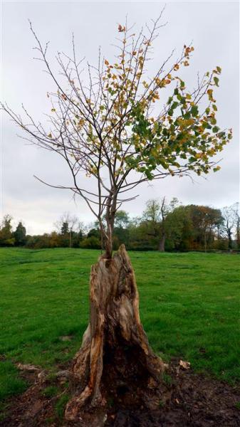Rebirth. From out of the old stump.