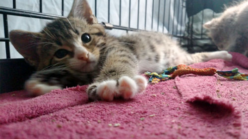 errantlight:The babies do not like to hold still.Also Stitch (the grey fluffy baby) is 90% fur.