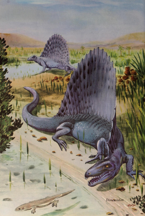 antiqueanimals:Dinosaurs and Other Prehistoric Animals, written by Darlene Geis, illustrated by R. F. Peterson. 1986.