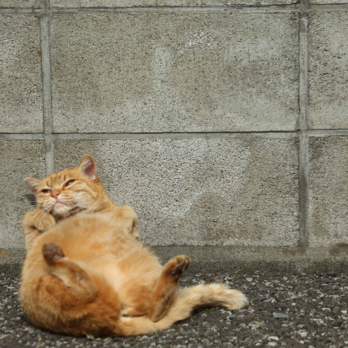 hannah-the-lion: awesome-picz:   Japanese Photographer Documents The Many Faces of Tokyo’s Stray Cats.  @ab-major-nerd i think you’ll appreciate this  