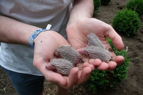 Porn photo awwww-cute:  My dad found these baby hedgehogs