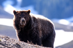 glowworm6:  Grizzly Bear, Hayden Valley trail.