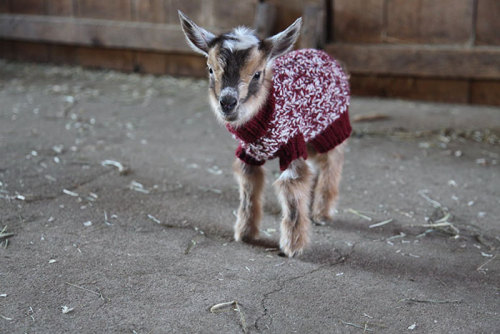 labelleabeille: Sweaters for baby goats, can anything be any cuter ?