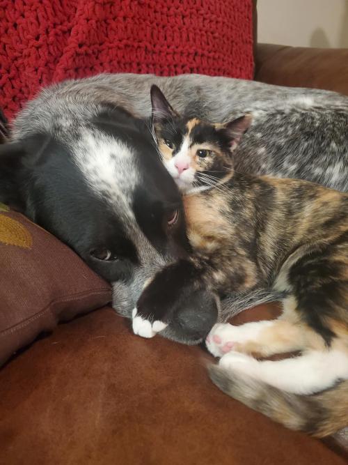 2 months in and kitten has decided that big dog’s not so bad