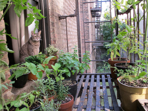peachpup:  google image results for “fire escape garden”