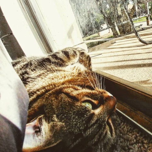Enjoying the patio view! #lovemycat #cats #cat #catsofinstagram #bengalcats #bengal_cats #bengal_fea