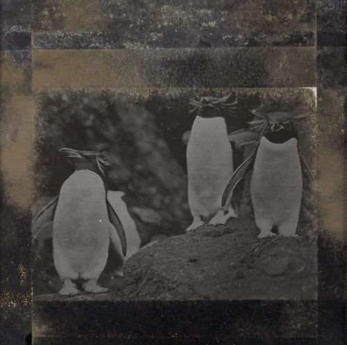 Frank Hurley or Eric Douglas.  Lantern Slide - Three Rockhopper Penguins, the Crested Type, BAN