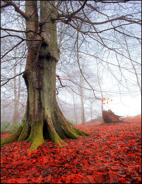 On the Red Carpet by angus clyne on Flickr.