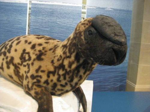 Sex bestianatura:  The  Hooded Seal are strange pictures