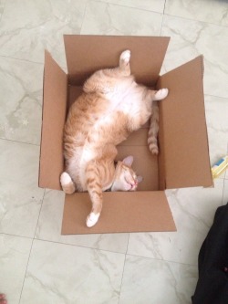 i-justreally-like-cats-okay:  Meatloaf is sleeping beauty ✨ 