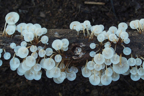 Mycena Sp.