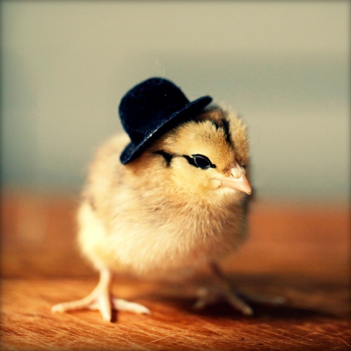 catsbeaversandducks:  Baby Chicks with Tiny HatsBecause we need more baby chicks