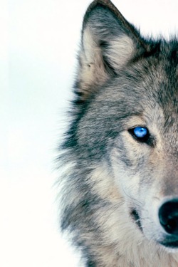 r2–d2:  Blue Eyed Wolf by (blue-eyed