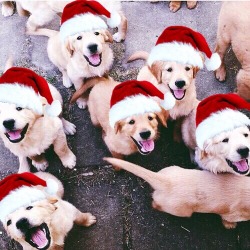 thistallawkwardgirl:  ‘Tis the season to put Santa hats on dogs 🎅🏼