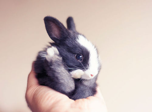 mymodernmet:Photographer Ashraful Arefin captures the adorable first weeks of a baby bunny’s life.