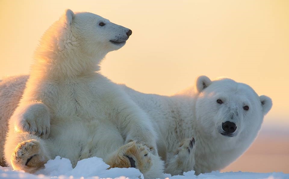 wolverxne:  At the Arctic National Wildlife Refuge in Alaska, wildlife photographer