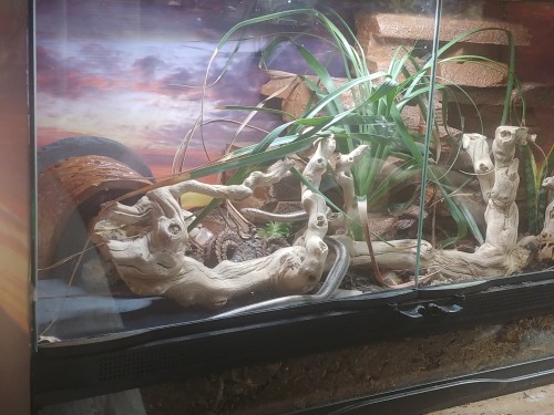 More pictures of Mesa, because now I like his enclosureHe has found his own hide - by burrowing un