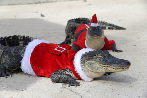 buzzfeed:  Look at these alligators. They’re in Santa costumes. 