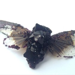 drippingwithirony:  hotelxnyc:  forever-a-sleepwalker:  oneman-wolfpackk:  vin-d-opium:  tylerthrasherart:   crystalized cicada  HOW?  it’s body never properly decomposed, stayed deep down in the earth underneath lots of pressure for years. that’s