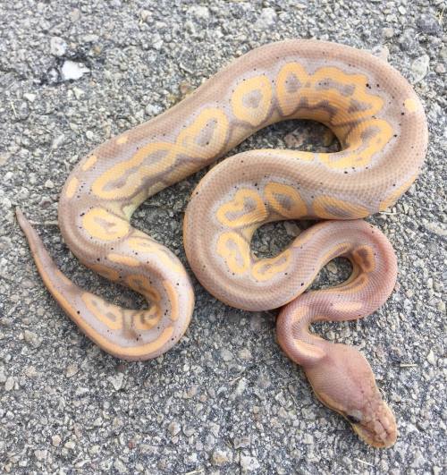 agathaseed:Here’s one of the most insane Banana Cinnamons we’ve produced and he’s for sale! Take him