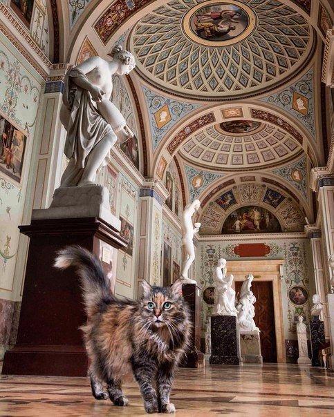 fleurderussie:A cat in the Hermitage Museum (former Winter Palace, St.Petersburg)It’s a tradition th
