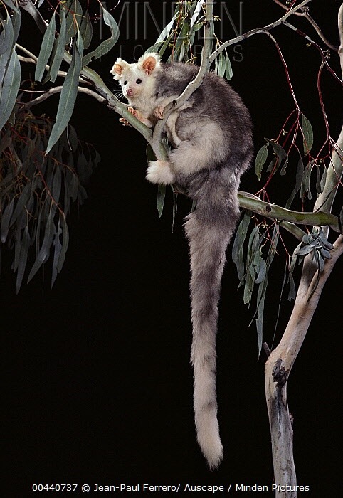 dimetrodone:Greater gliders look like they were designed by a toy company