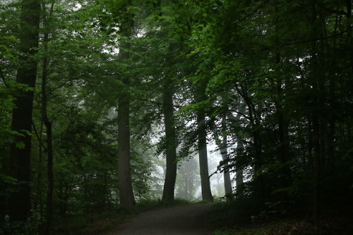 90377: A foggy day at the local forest by 90377Instagram | Etsy Shop