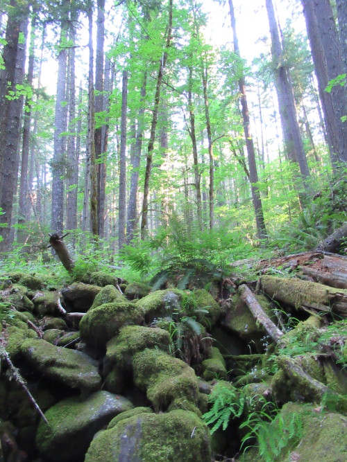 deanschlichting: Ferns and Rocks, Willamette National Forest, Oregon USA