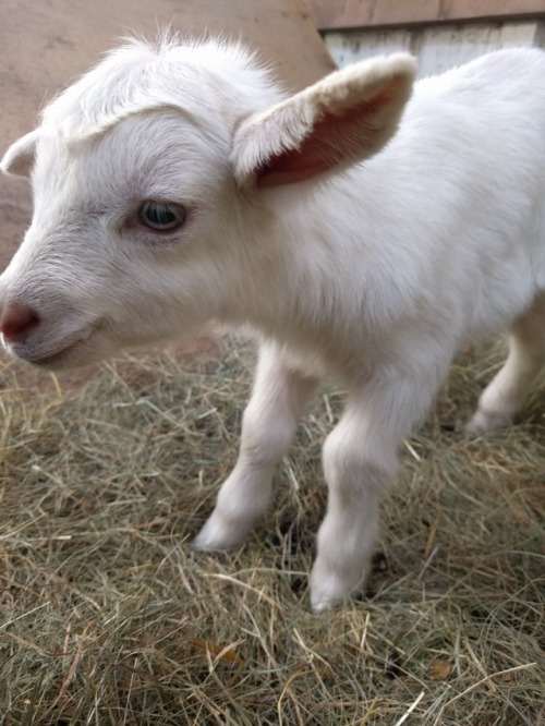 ratfarm: It was so cold (below zero) that the new goat kid had to come in the house for the night. I