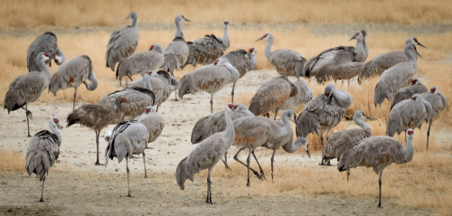 fatchance:Sandhill cranes / grulla gris (Antigone canadensis) at Twin Lakes in Willcox, Arizona. Abo