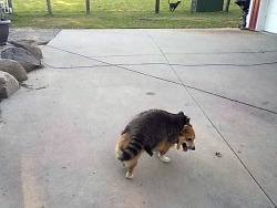 animals-riding-animals:   racoon riding dog 