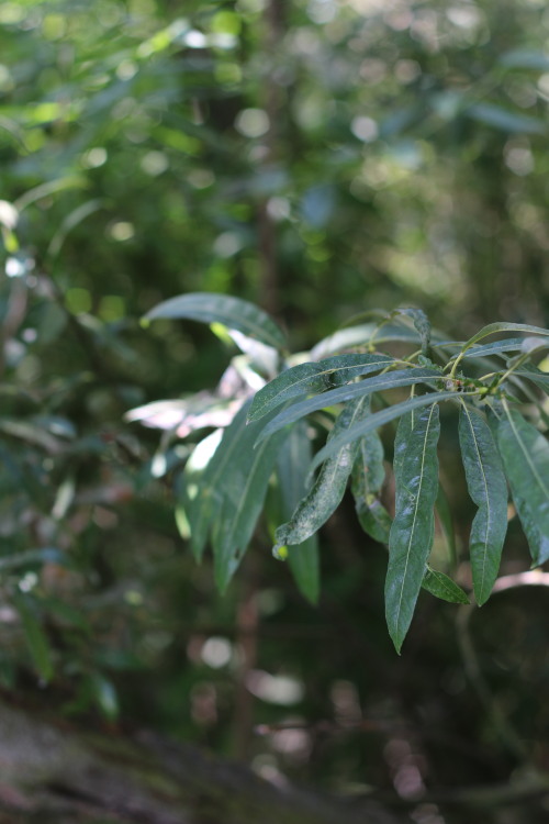 Here’s a post just about leaves in the Cosumnes River Preserve. I had heard about this area fo