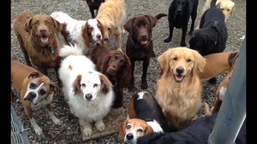 awwww-cute:  This is what happens when you say “treat” at the doggie daycare 