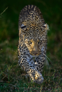 Bendhur   llbwwb:  Leopard Stalking by David