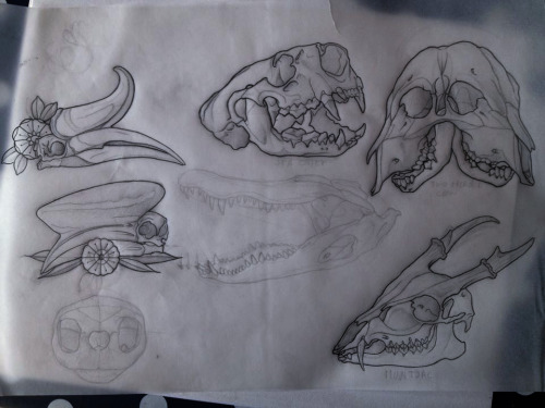 Skulls sketching 