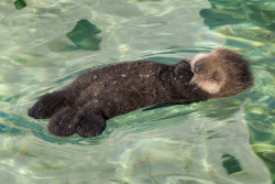 Montereybayaquarium:   It’s So Fluffy! This Young Otter Pup Is Still Hanging Out