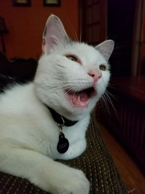 pudgebudge:So my cat is super bad at yawning