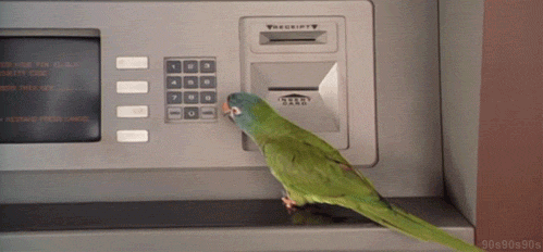 importantbirds:  monetizeyourcat:  #bird#birds cant open accounts that is illegal#white