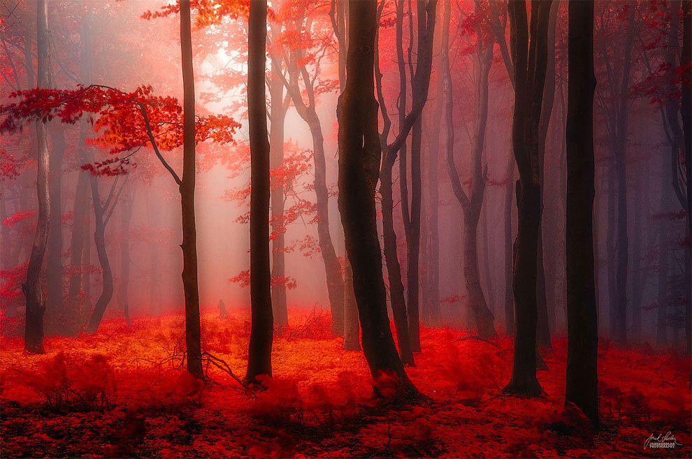 landscape-photo-graphy:  Enchanting Forests Photography Illuminate Autumn’s Beauty