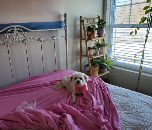 Pupper helping me make the bed