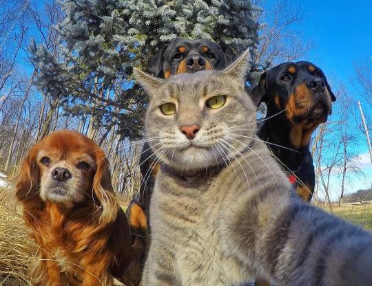 Selfie with the crew. This is Manny, the selfie cat. Manny is a stray gray Tabby cat that showed up on Yorem Ahm’s doorstep down...