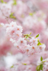 XXX gdmtblr:The Breath of SpringWeeping cherry photo