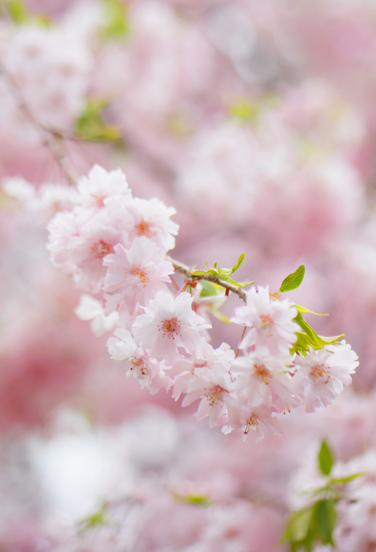 gdmtblr:The Breath of SpringWeeping cherry porn pictures