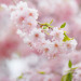 Porn photo gdmtblr:The Breath of SpringWeeping cherry